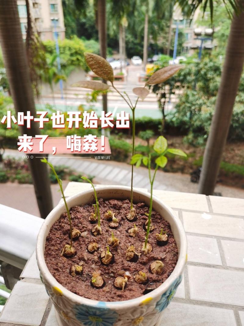 龙眼盆栽能活多久，龙眼盆栽能活多久寿命？