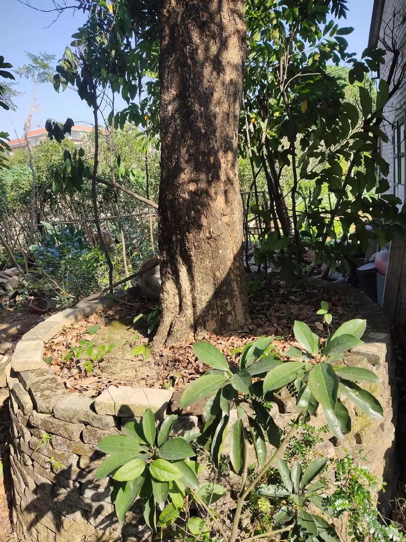 龙眼盆栽能活多久，龙眼盆栽能活多久寿命？-第2张图片-优品飞百科