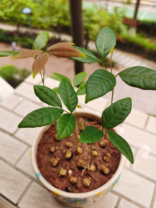 龙眼盆栽能活多久，龙眼盆栽能活多久寿命？-第3张图片-优品飞百科