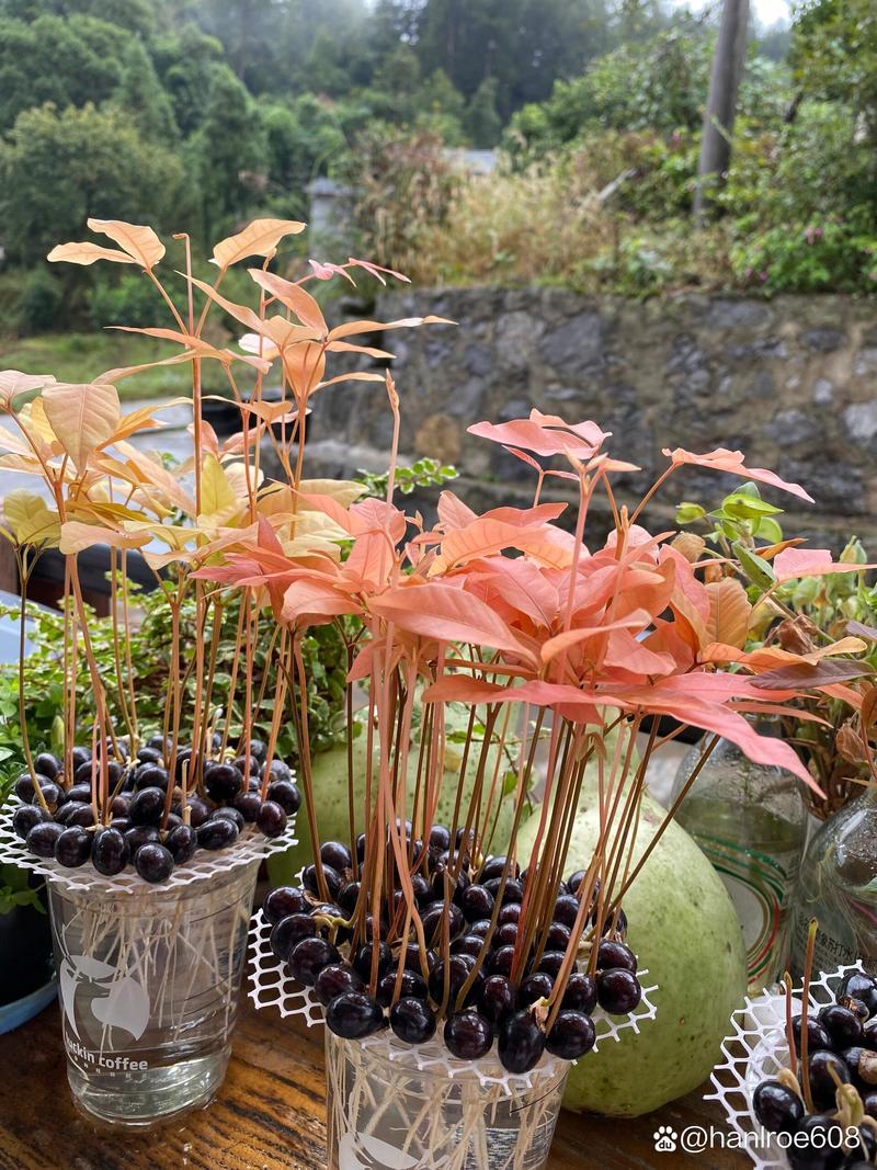 龙眼盆栽能活多久，龙眼盆栽能活多久寿命？-第4张图片-优品飞百科