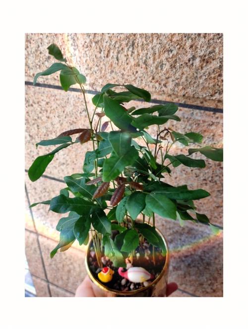 龙眼盆栽能活多久，龙眼盆栽能活多久寿命？-第5张图片-优品飞百科