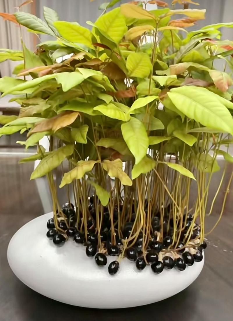 龙眼盆栽能活多久，龙眼盆栽能活多久寿命？-第6张图片-优品飞百科