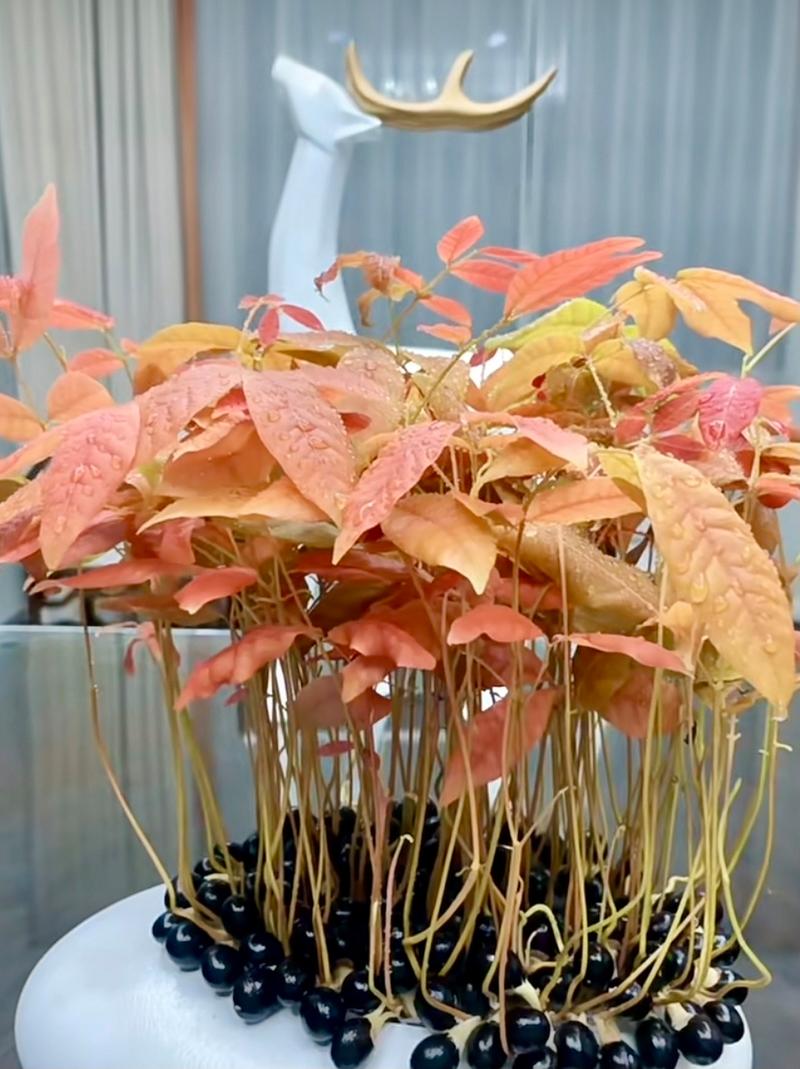 龙眼盆栽能活多久，龙眼盆栽能活多久寿命？-第7张图片-优品飞百科