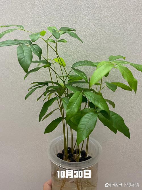 龙眼盆栽能活多久，龙眼盆栽能活多久寿命？-第8张图片-优品飞百科