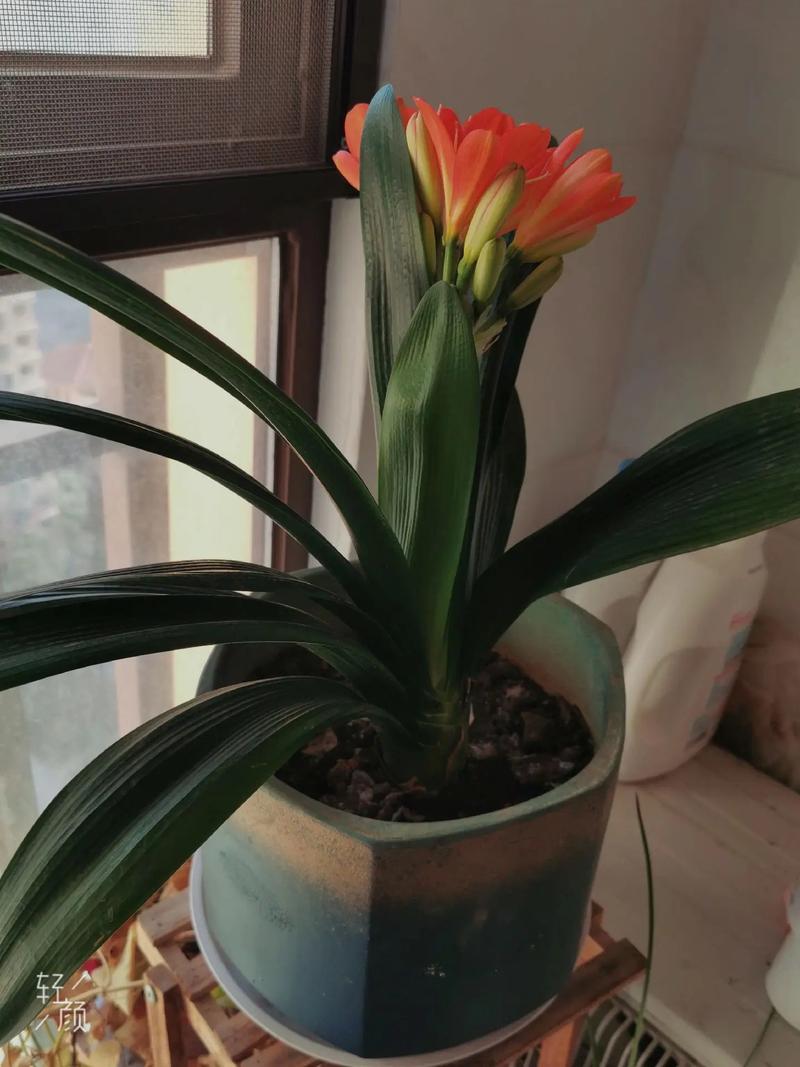 刚买的君子兰怎么养，刚买的君子兰怎么养护和浇水？