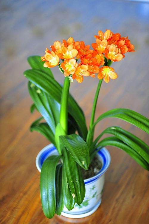 刚买的君子兰怎么养，刚买的君子兰怎么养护和浇水？-第2张图片-优品飞百科