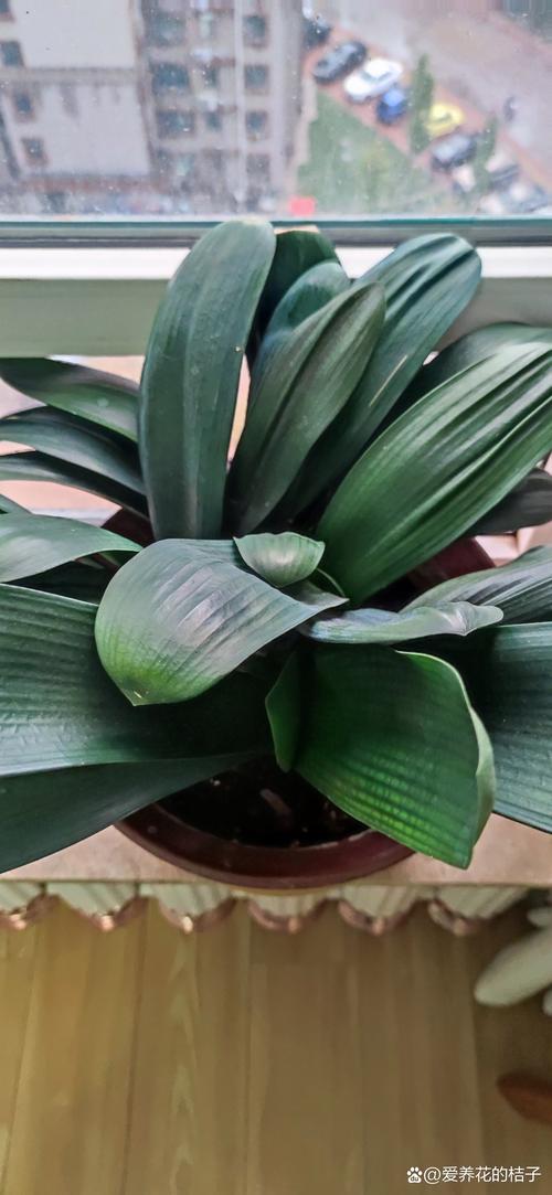 刚买的君子兰怎么养，刚买的君子兰怎么养护和浇水？-第3张图片-优品飞百科