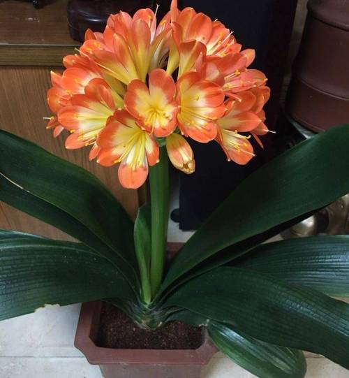 刚买的君子兰怎么养，刚买的君子兰怎么养护和浇水？-第4张图片-优品飞百科