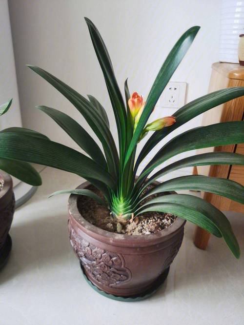 刚买的君子兰怎么养，刚买的君子兰怎么养护和浇水？-第5张图片-优品飞百科