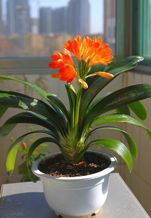 刚买的君子兰怎么养，刚买的君子兰怎么养护和浇水？-第6张图片-优品飞百科