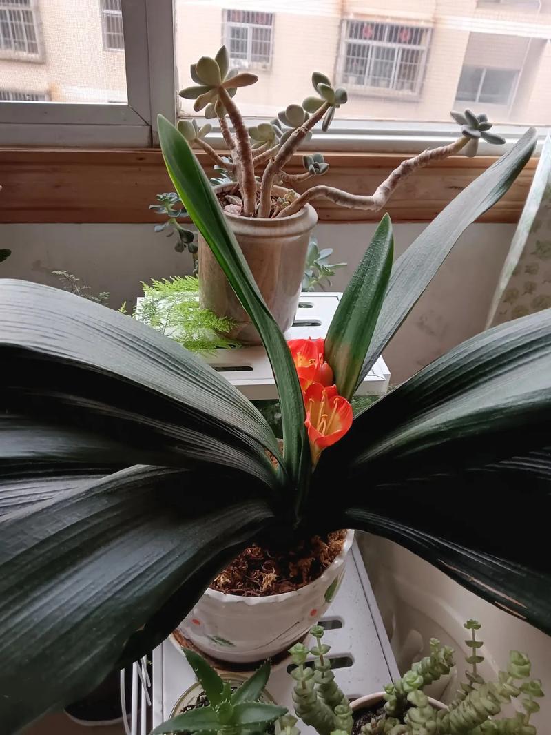 刚买的君子兰怎么养，刚买的君子兰怎么养护和浇水？-第7张图片-优品飞百科