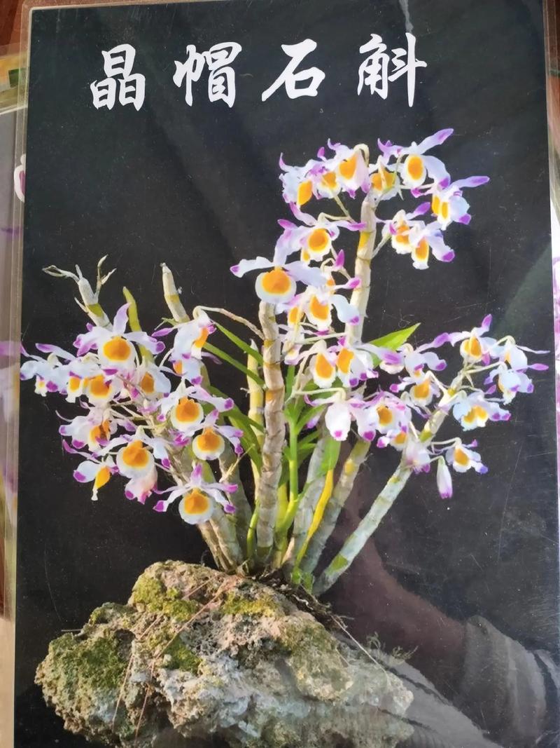 金钗石斛的四季养护方法，金钗石斛的四季养护方法是什么