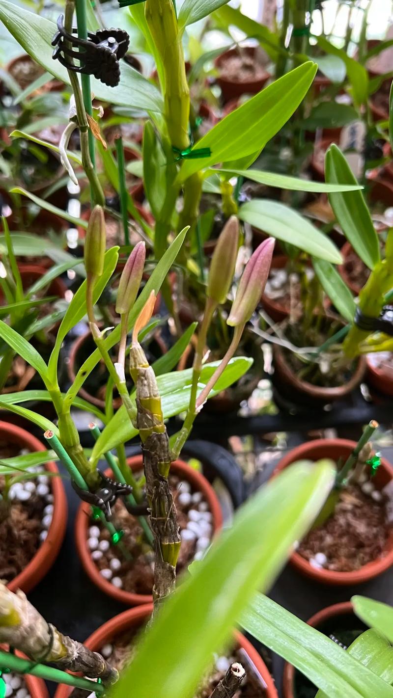 金钗石斛的四季养护方法,金钗石斛的四季养护方法是什么-第3张图片-优品飞百科 金钗石斛的四季养护方法,金钗石斛的四季养护方法是什么-第3张图片-优品飞百科