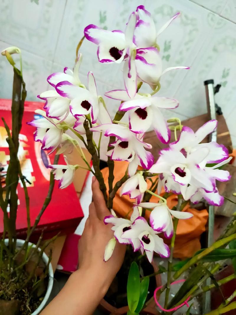 金钗石斛的四季养护方法,金钗石斛的四季养护方法是什么-第5张图片-优品飞百科 金钗石斛的四季养护方法,金钗石斛的四季养护方法是什么-第5张图片-优品飞百科