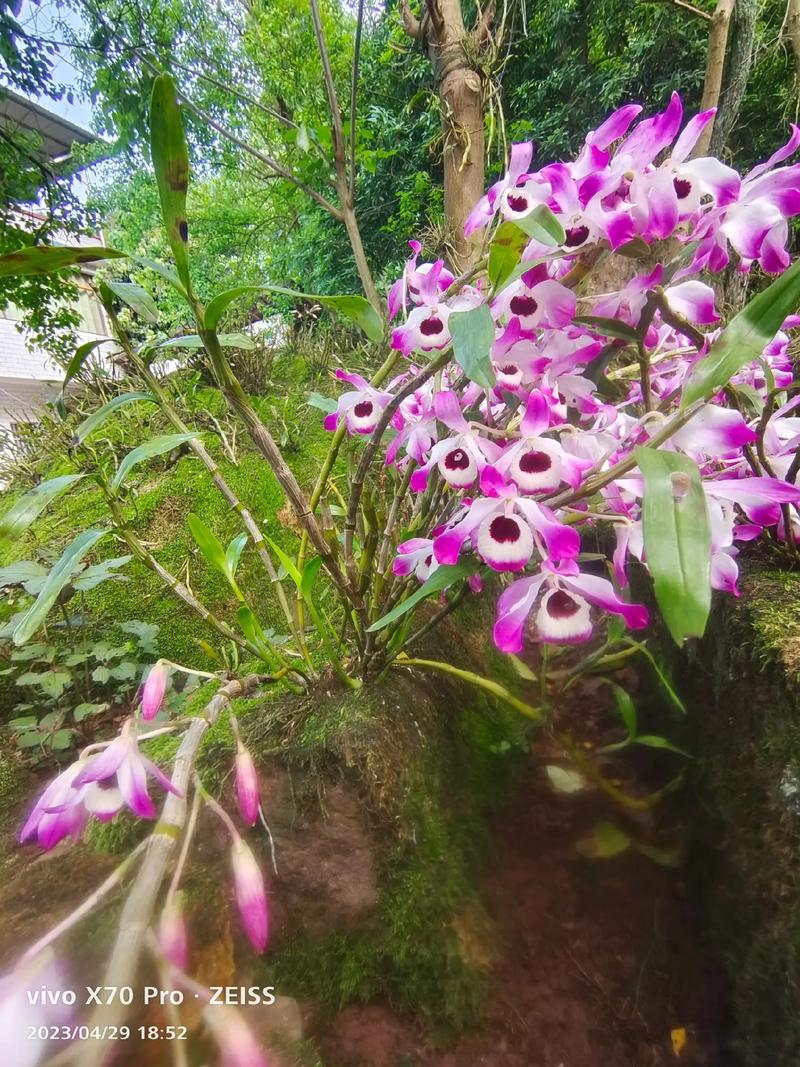 金钗石斛的四季养护方法,金钗石斛的四季养护方法是什么-第4张图片-优品飞百科 金钗石斛的四季养护方法,金钗石斛的四季养护方法是什么-第4张图片-优品飞百科