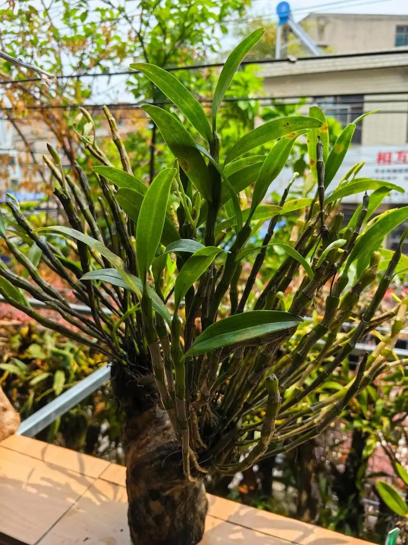 金钗石斛的四季养护方法,金钗石斛的四季养护方法是什么-第6张图片-优品飞百科 金钗石斛的四季养护方法,金钗石斛的四季养护方法是什么-第6张图片-优品飞百科