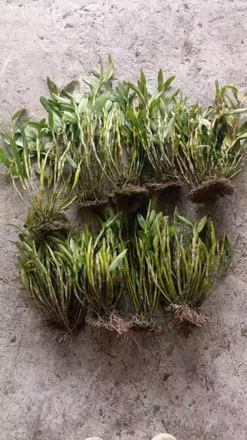 金钗石斛的四季养护方法,金钗石斛的四季养护方法是什么-第7张图片-优品飞百科 金钗石斛的四季养护方法,金钗石斛的四季养护方法是什么-第7张图片-优品飞百科