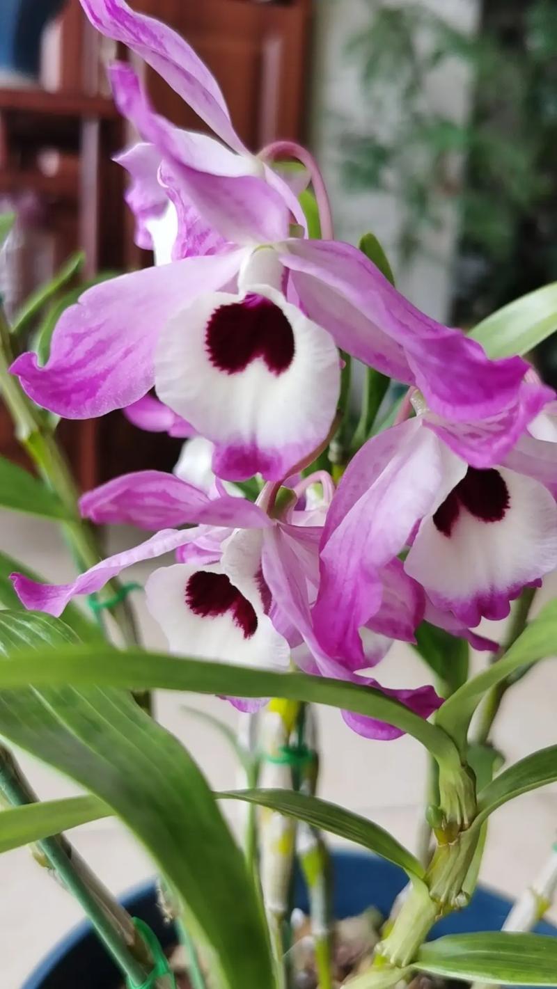 金钗石斛的四季养护方法,金钗石斛的四季养护方法是什么-第8张图片-优品飞百科 金钗石斛的四季养护方法,金钗石斛的四季养护方法是什么-第8张图片-优品飞百科