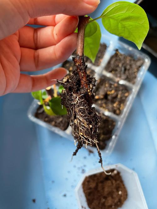 三角梅嫁接时间，三角梅嫁接时间与方法？