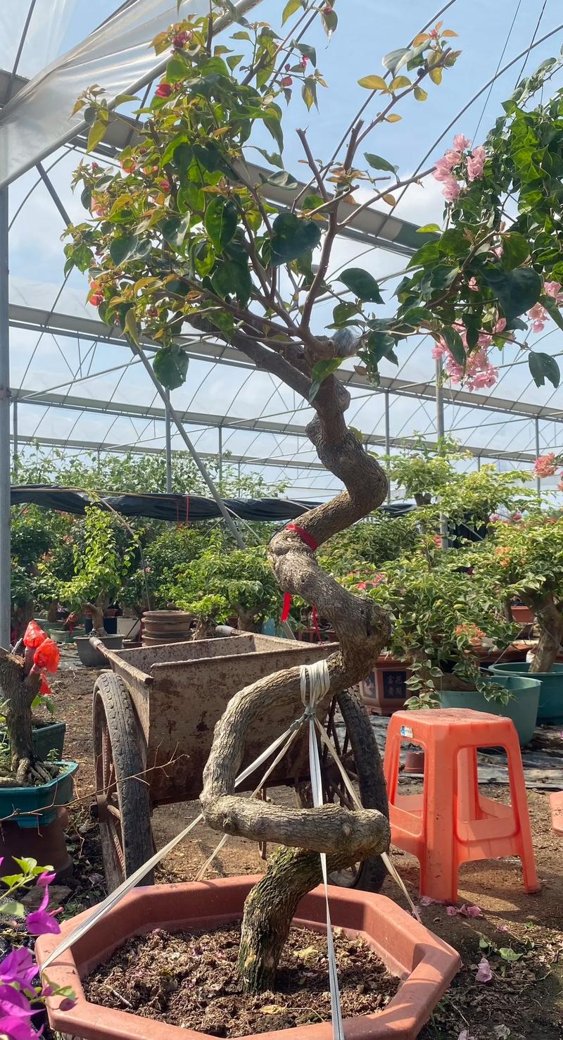 三角梅嫁接时间，三角梅嫁接时间与方法？-第2张图片-优品飞百科