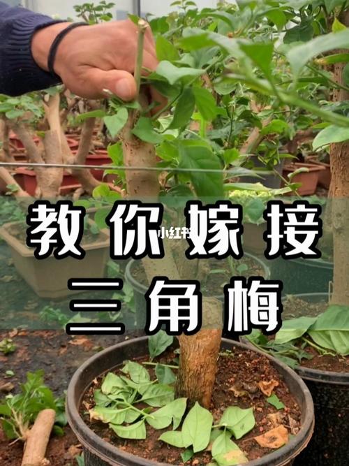 三角梅嫁接时间，三角梅嫁接时间与方法？-第3张图片-优品飞百科