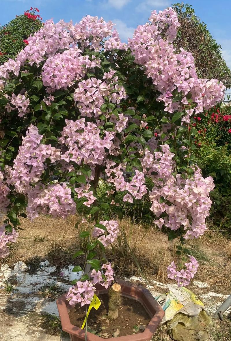 三角梅嫁接时间，三角梅嫁接时间与方法？-第5张图片-优品飞百科