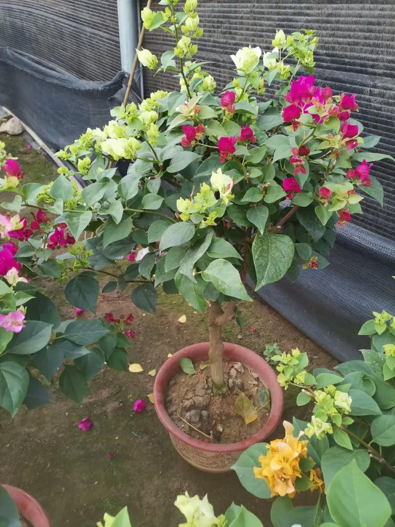 三角梅嫁接时间，三角梅嫁接时间与方法？-第4张图片-优品飞百科