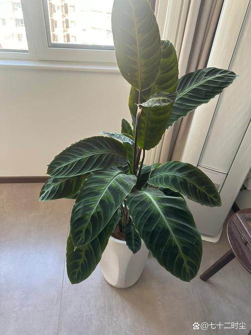 紫背竹芋怎么养，紫背竹芋怎么养殖