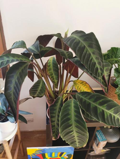 紫背竹芋怎么养,紫背竹芋怎么养殖-第2张图片-优品飞百科 紫背竹芋怎么养,紫背竹芋怎么养殖-第2张图片-优品飞百科