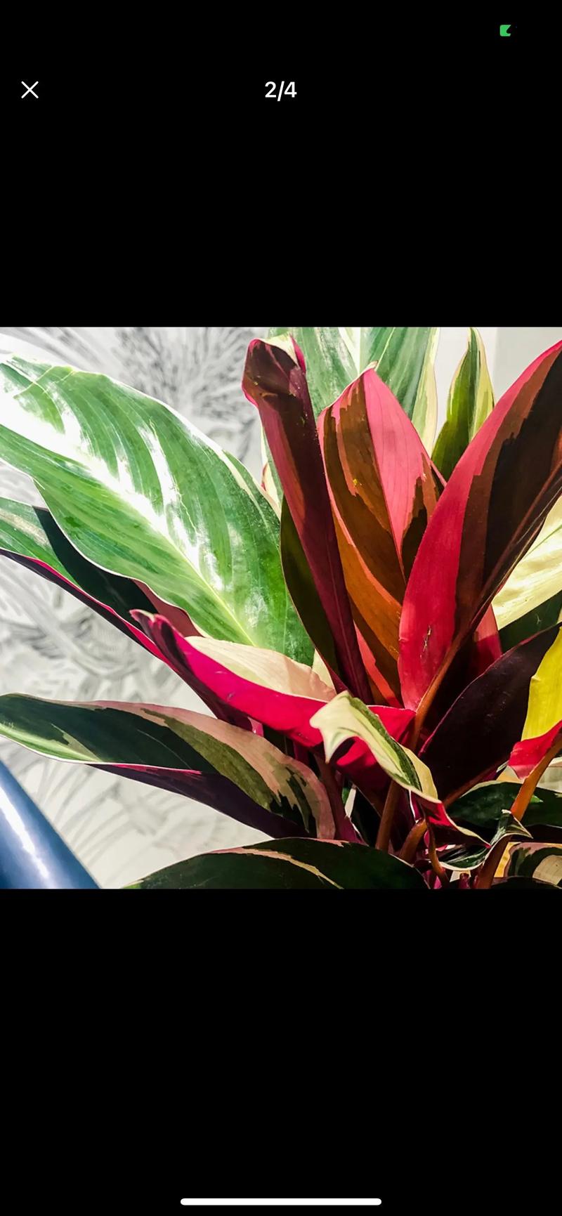 紫背竹芋怎么养,紫背竹芋怎么养殖-第3张图片-优品飞百科 紫背竹芋怎么养,紫背竹芋怎么养殖-第3张图片-优品飞百科