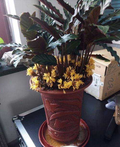 紫背竹芋怎么养,紫背竹芋怎么养殖-第4张图片-优品飞百科 紫背竹芋怎么养,紫背竹芋怎么养殖-第4张图片-优品飞百科