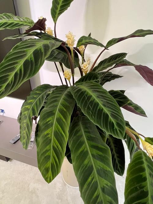 紫背竹芋怎么养,紫背竹芋怎么养殖-第5张图片-优品飞百科 紫背竹芋怎么养,紫背竹芋怎么养殖-第5张图片-优品飞百科