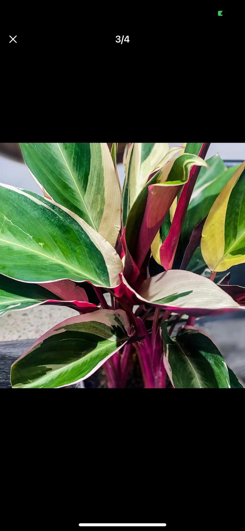 紫背竹芋怎么养,紫背竹芋怎么养殖-第6张图片-优品飞百科 紫背竹芋怎么养,紫背竹芋怎么养殖-第6张图片-优品飞百科