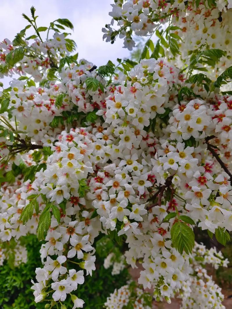 文冠果冬天能开花吗？文冠果几月份开花？