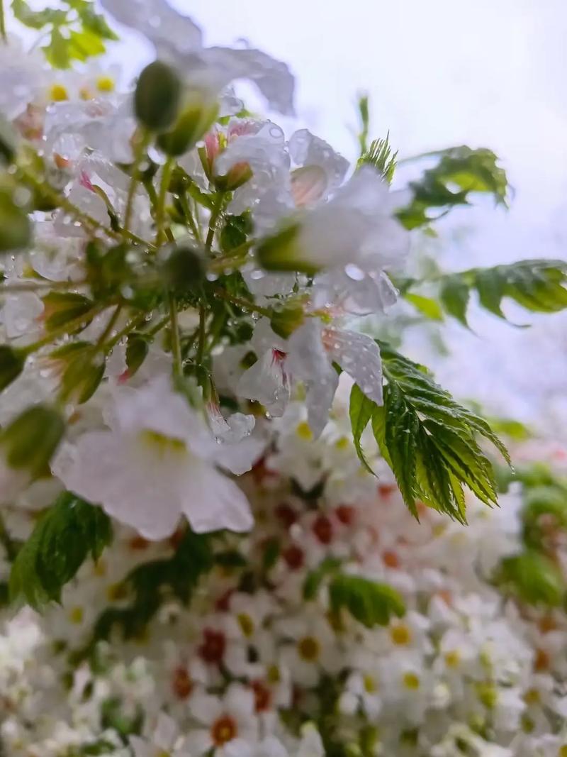 文冠果冬天能开花吗？文冠果几月份开花？-第2张图片-优品飞百科