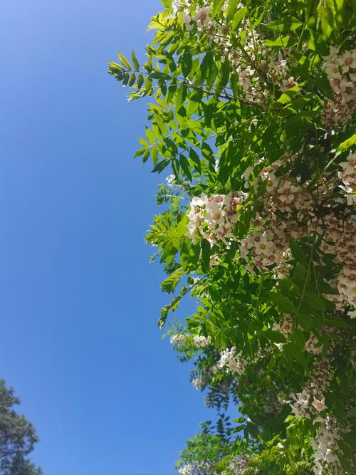 文冠果冬天能开花吗？文冠果几月份开花？-第3张图片-优品飞百科