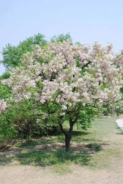 文冠果冬天能开花吗？文冠果几月份开花？-第4张图片-优品飞百科