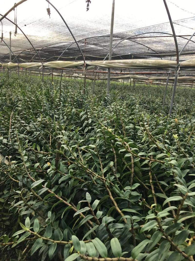 铁皮石斛多长时间浇水？铁皮石斛多久施肥一次？-第2张图片-优品飞百科