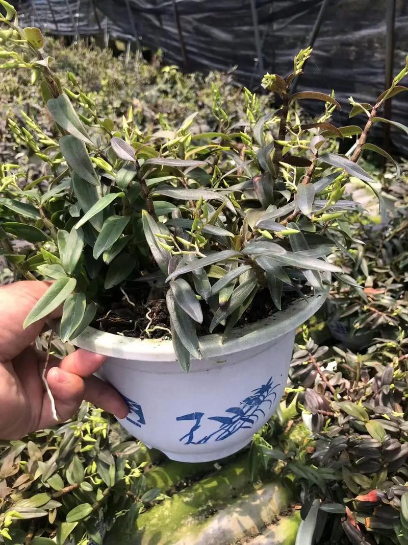 铁皮石斛多长时间浇水？铁皮石斛多久施肥一次？-第3张图片-优品飞百科