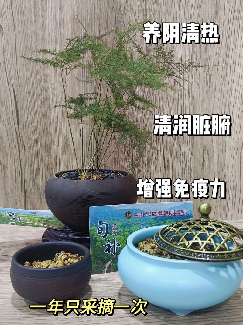 铁皮石斛多长时间浇水？铁皮石斛多久施肥一次？-第4张图片-优品飞百科