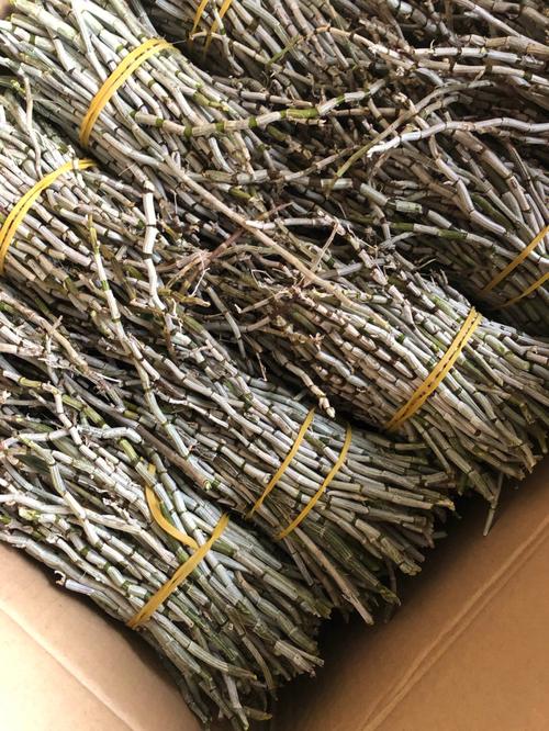 铁皮石斛多长时间浇水？铁皮石斛多久施肥一次？-第6张图片-优品飞百科