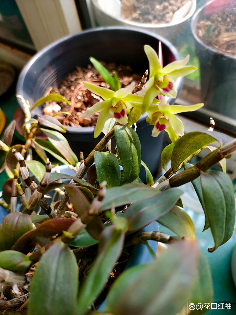 铁皮石斛多长时间浇水？铁皮石斛多久施肥一次？-第7张图片-优品飞百科