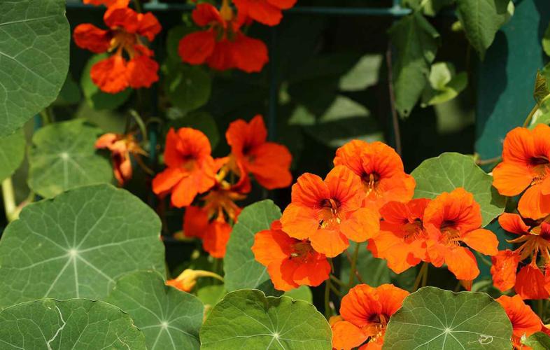 旱荷花怎么养？旱荷花怎么养才能更旺盛？