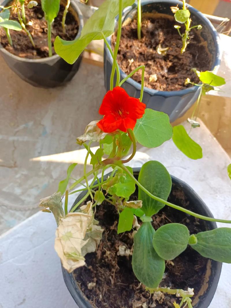 旱荷花怎么养?旱荷花怎么养才能更旺盛?-第2张图片-优品飞百科 旱荷花怎么养?旱荷花怎么养才能更旺盛?-第2张图片-优品飞百科