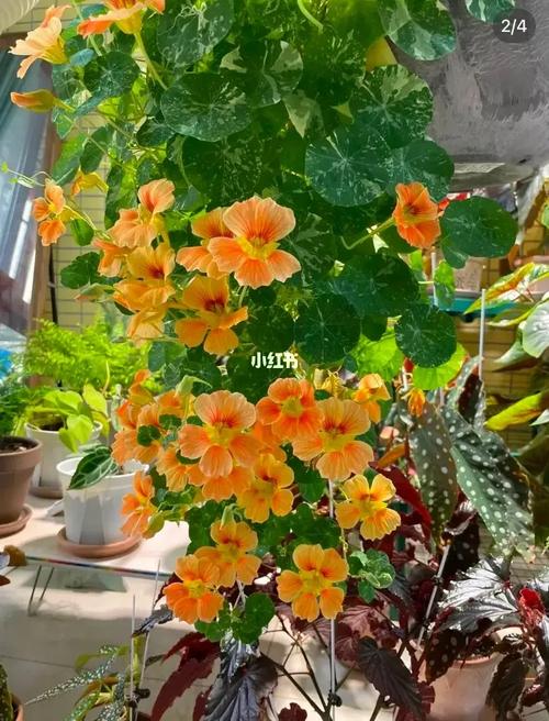 旱荷花怎么养?旱荷花怎么养才能更旺盛?-第3张图片-优品飞百科 旱荷花怎么养?旱荷花怎么养才能更旺盛?-第3张图片-优品飞百科