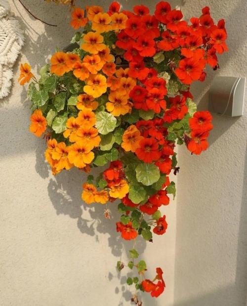 旱荷花怎么养?旱荷花怎么养才能更旺盛?-第5张图片-优品飞百科 旱荷花怎么养?旱荷花怎么养才能更旺盛?-第5张图片-优品飞百科