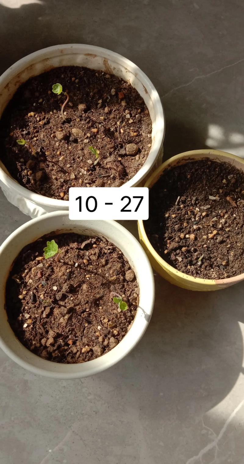 旱荷花怎么养?旱荷花怎么养才能更旺盛?-第4张图片-优品飞百科 旱荷花怎么养?旱荷花怎么养才能更旺盛?-第4张图片-优品飞百科