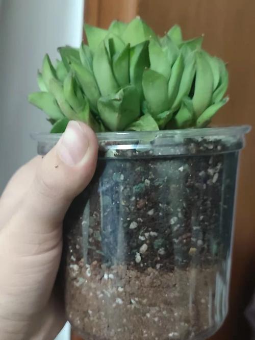 怎样养栀子花才长得好，怎样养栀子花才长得好视频？-第2张图片-优品飞百科