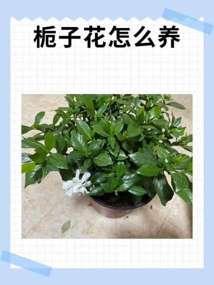 怎样养栀子花才长得好，怎样养栀子花才长得好视频？-第3张图片-优品飞百科