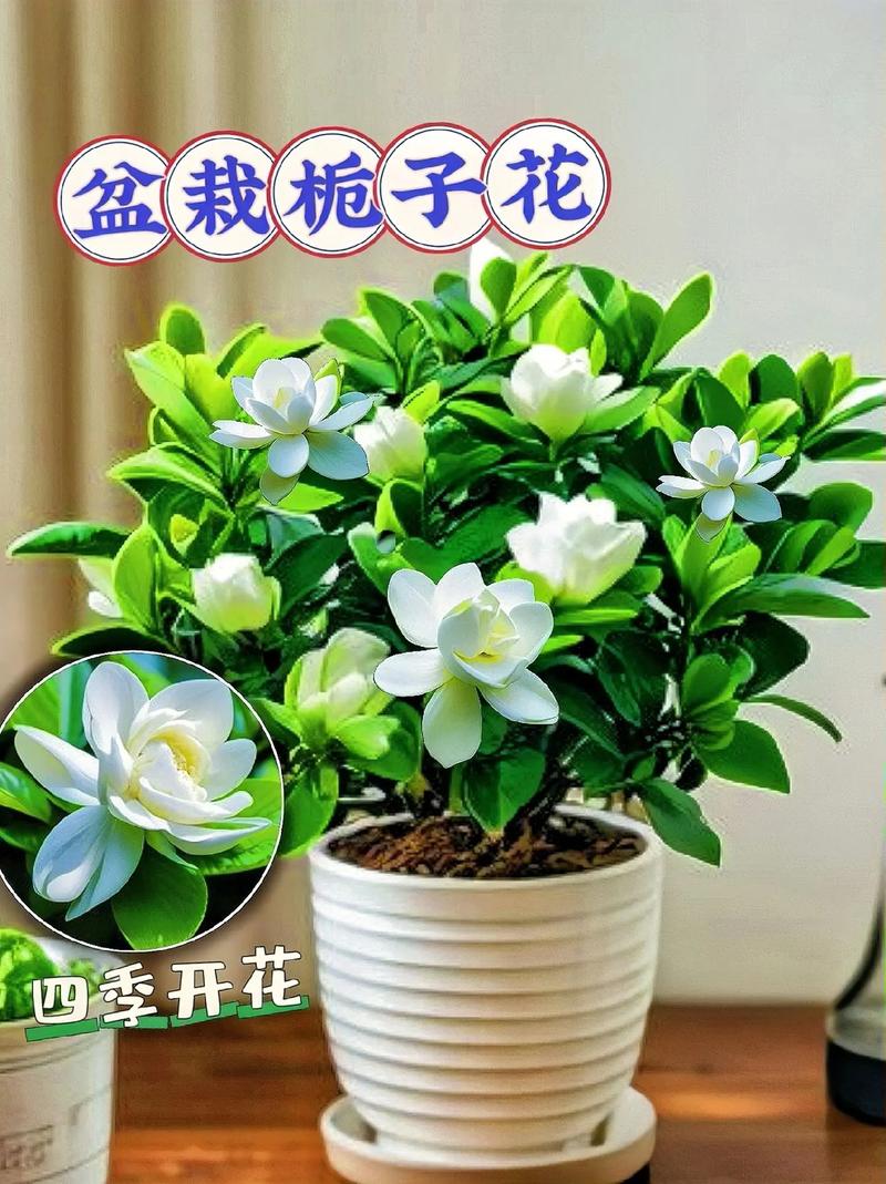 怎样养栀子花才长得好，怎样养栀子花才长得好视频？-第6张图片-优品飞百科